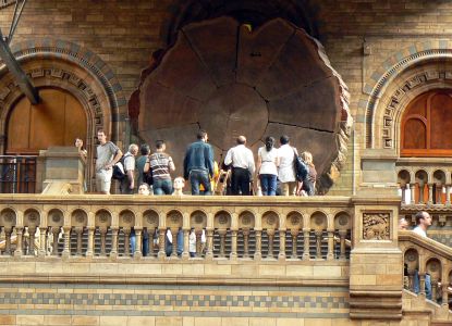 Sequoia gigante al Museo di Storia Naturale di Londra