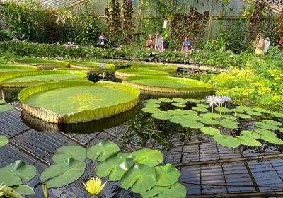 Kew Gardens piante acquatiche