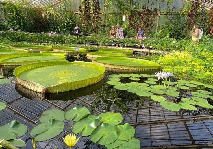 Kew Gardens piante acquatiche