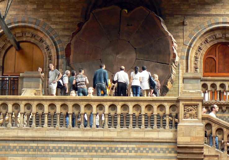 Sequoia gigante al Museo di Storia Naturale di Londra