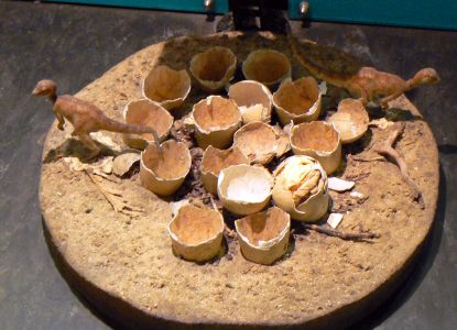 Sezione dinosauri del Natural History Museum